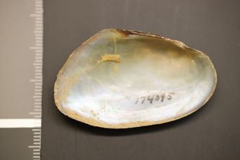 Media type: image;   Malacology 174095 Description: Preserved specimen.;